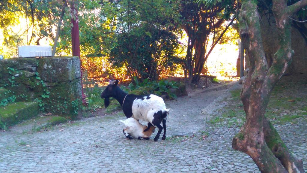 Alvores Do Tempo - Quinta De Turismo Rural Casa de hóspedes Castro Daire Exterior foto